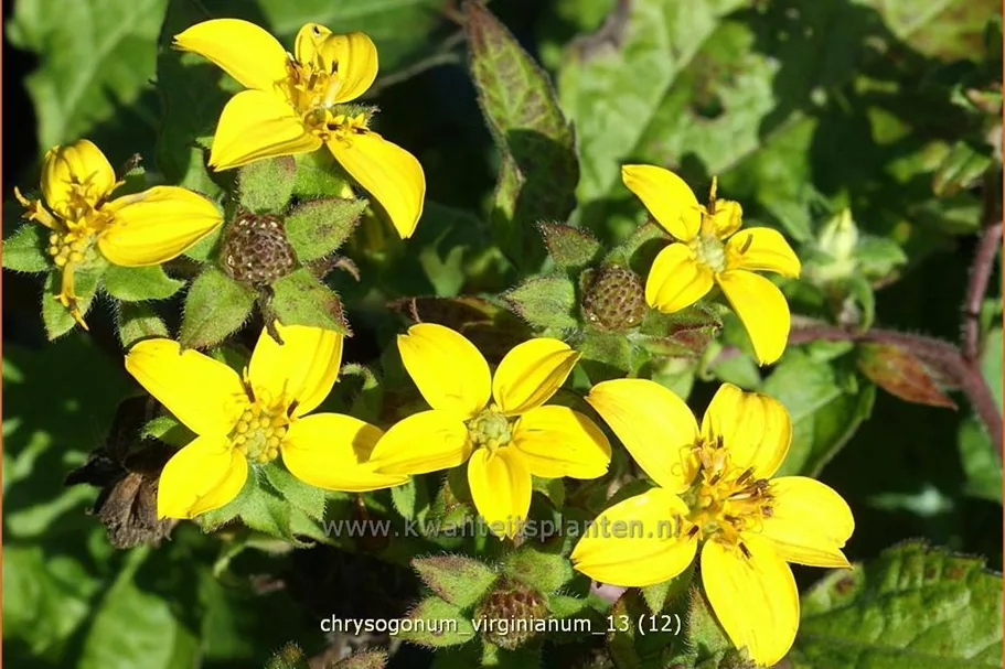 Chrysogonum virginianum