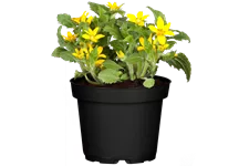 Chrysogonum virginianum