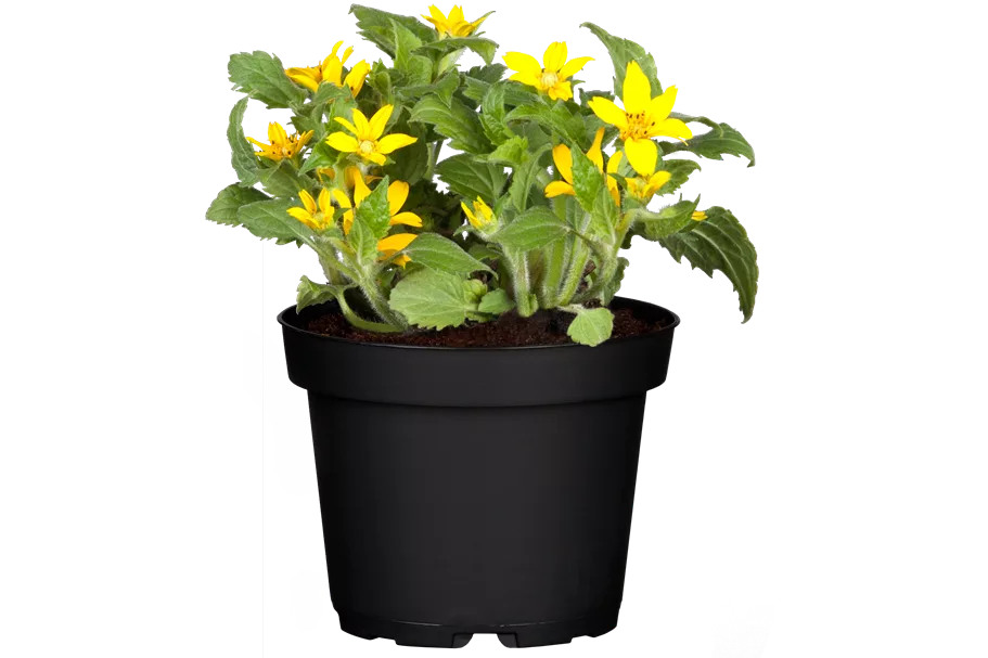 Chrysogonum virginianum