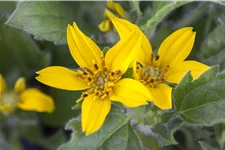 Chrysogonum virginianum