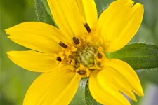 Chrysogonum virginianum