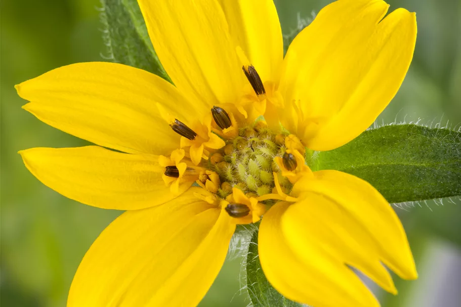 Chrysogonum virginianum