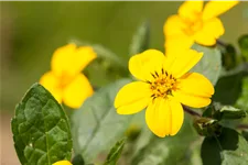 Chrysogonum virginianum