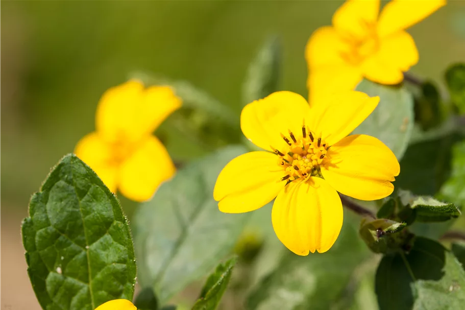 Chrysogonum virginianum