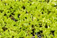 Delosperma nubigenum