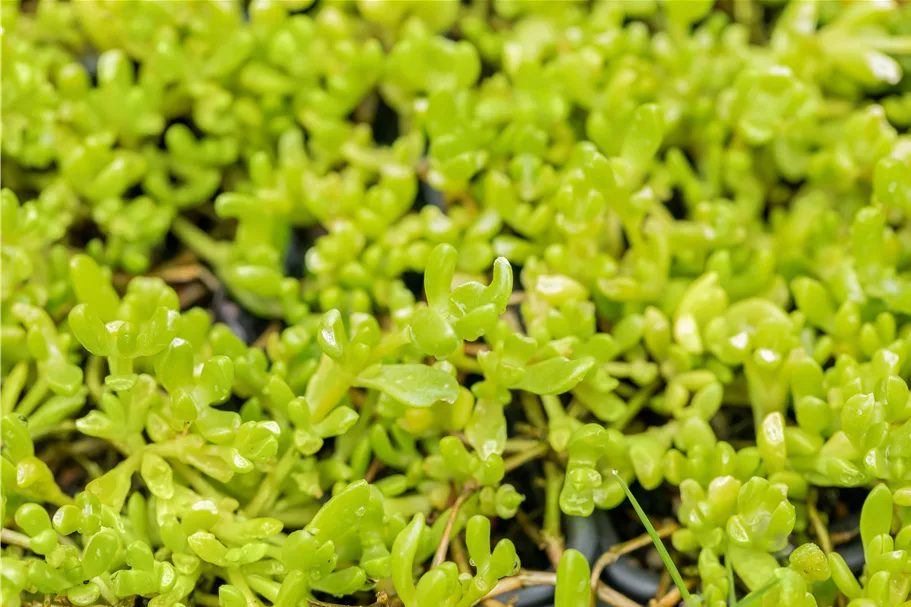 Delosperma nubigenum