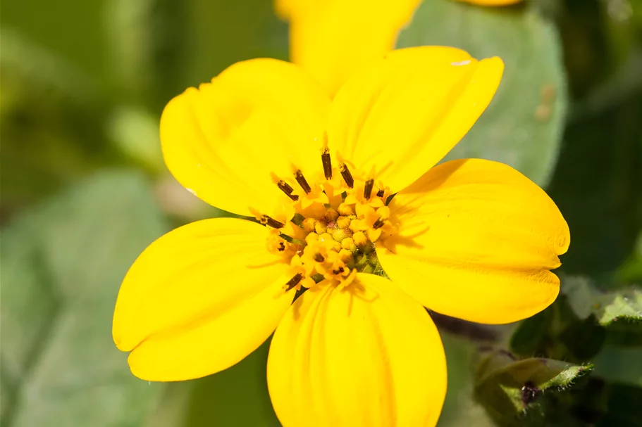 Chrysogonum virginianum