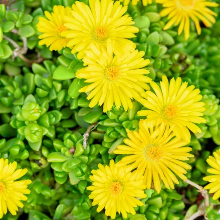 Delosperma nubigenum