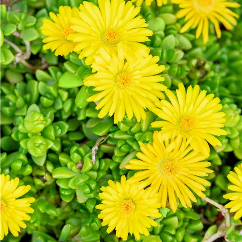 Delosperma nubigenum