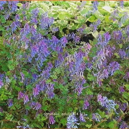 Corydalis edulis