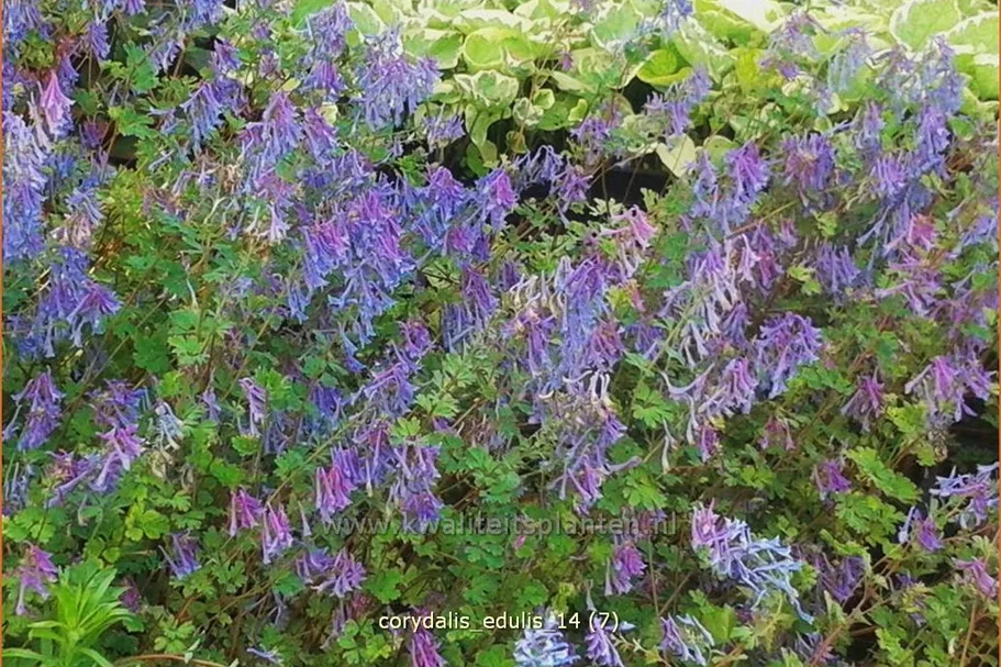 Corydalis edulis
