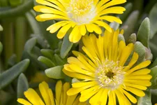 Delosperma nubigenum 'Lesotho'