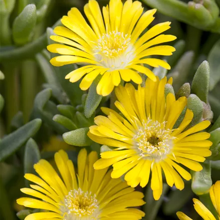 Delosperma nubigenum 'Lesotho'