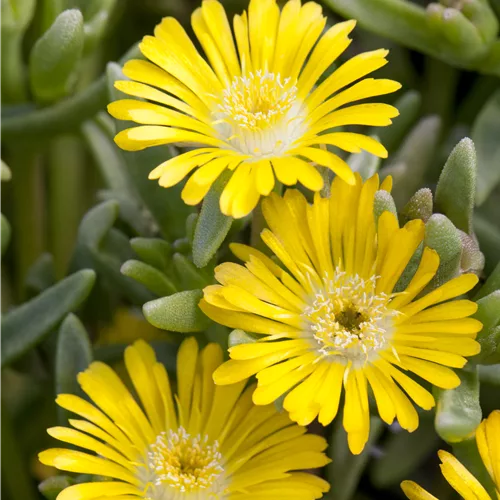 Delosperma nubigenum 'Lesotho'