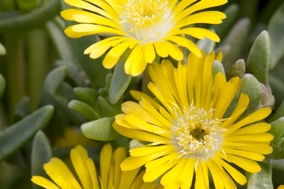 Delosperma nubigenum 'Lesotho'