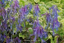 Corydalis edulis