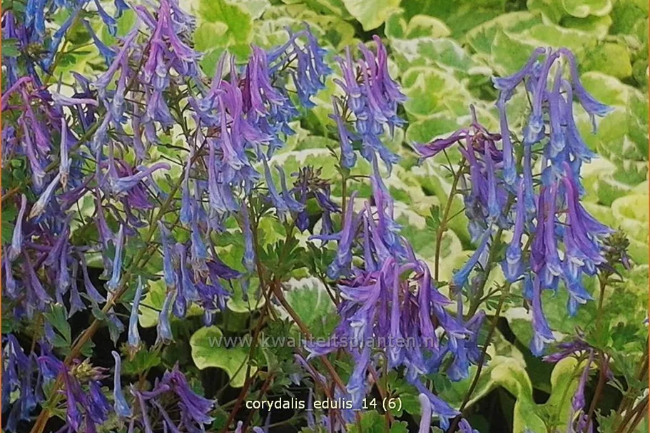 Corydalis edulis