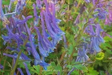 Corydalis edulis