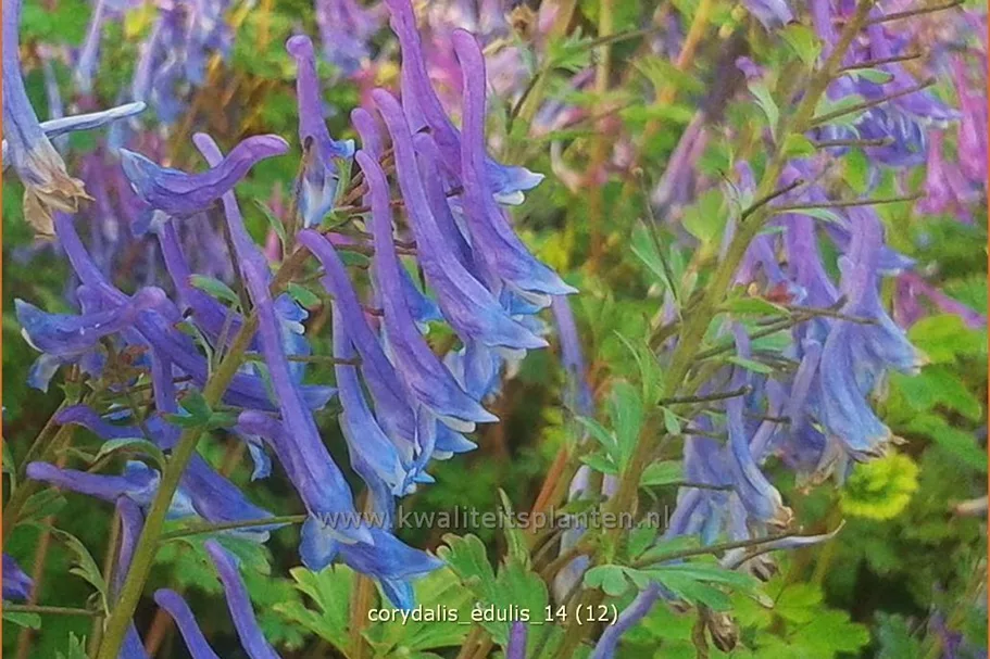 Corydalis edulis
