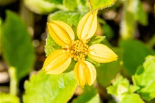 Chrysogonum virginianum