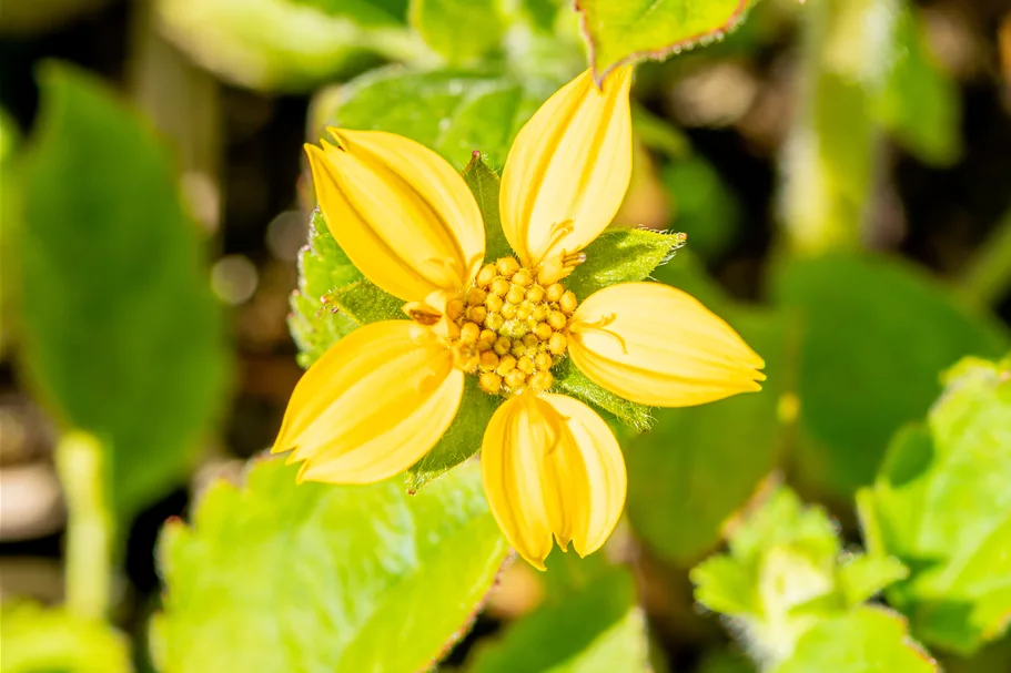 Chrysogonum virginianum