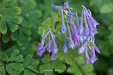 Corydalis edulis