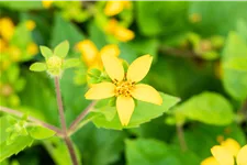 Chrysogonum virginianum