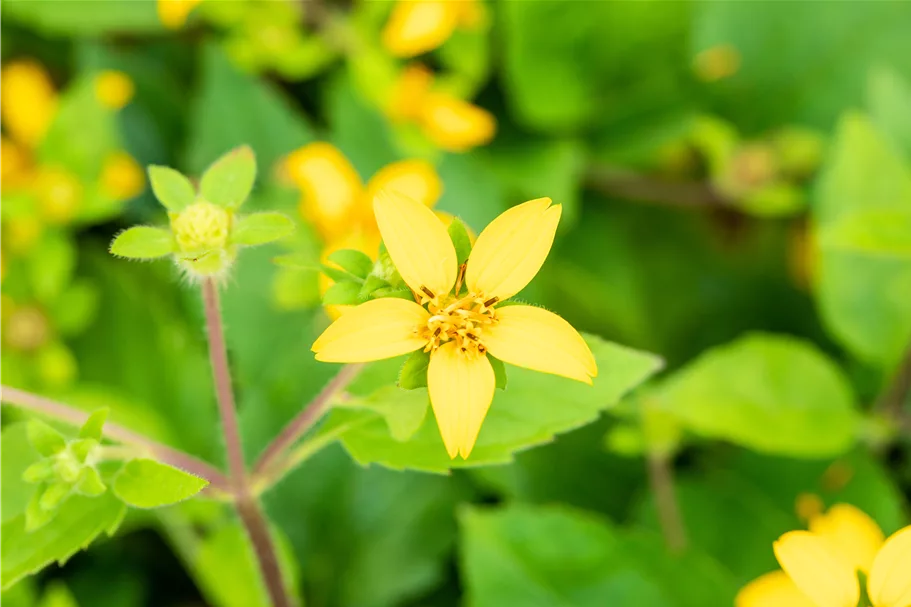 Chrysogonum virginianum