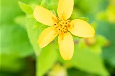 Chrysogonum virginianum