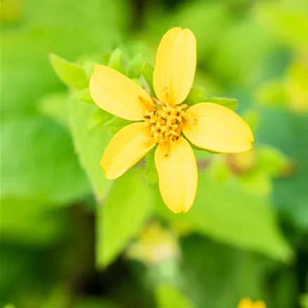 Chrysogonum virginianum