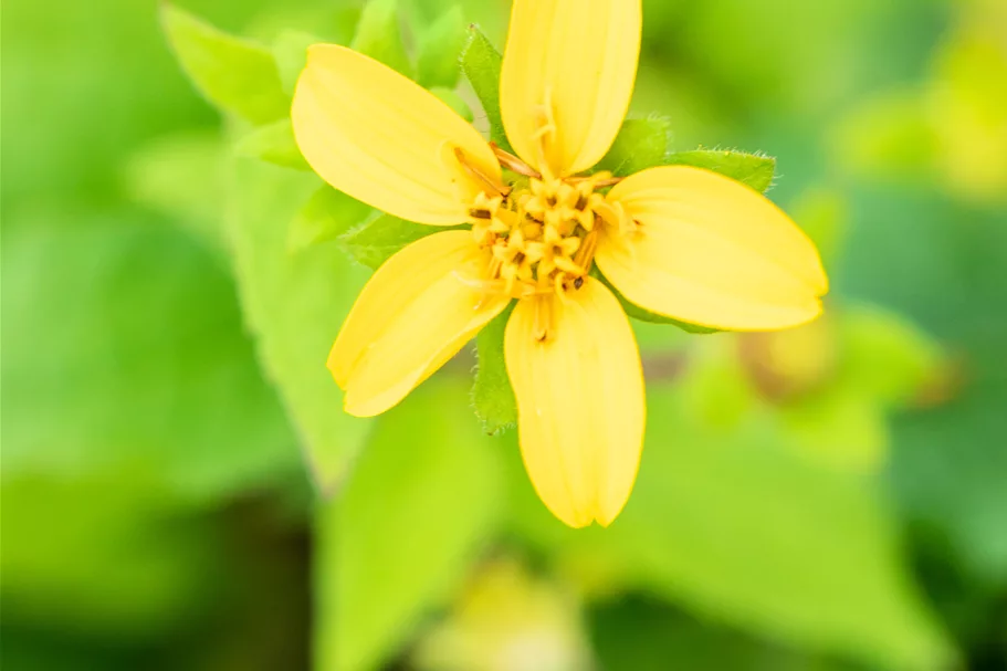 Chrysogonum virginianum