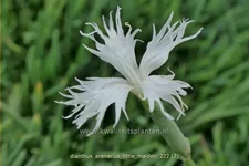 Dianthus arenarius 'Little Maiden'