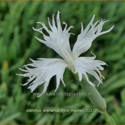 Dianthus arenarius 'Little Maiden'