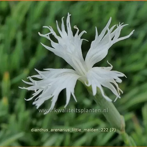 Dianthus arenarius 'Little Maiden'