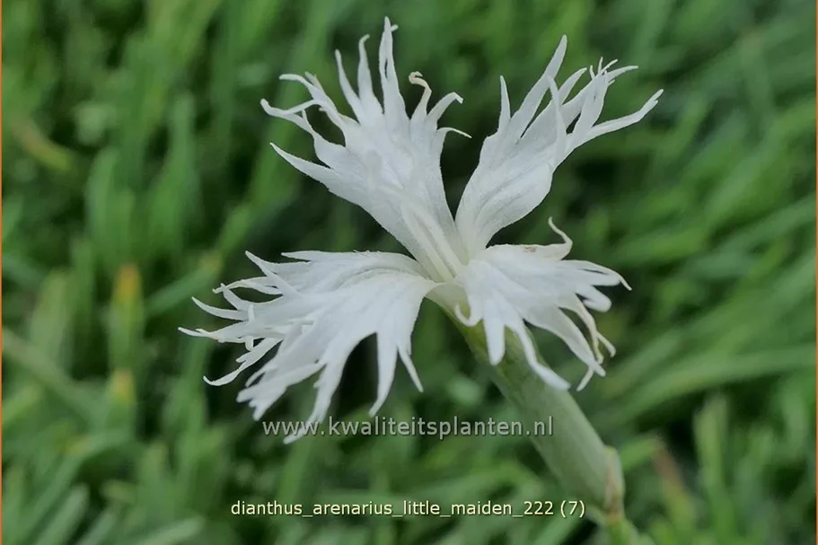 Dianthus arenarius 'Little Maiden'