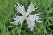 Dianthus arenarius 'Little Maiden'