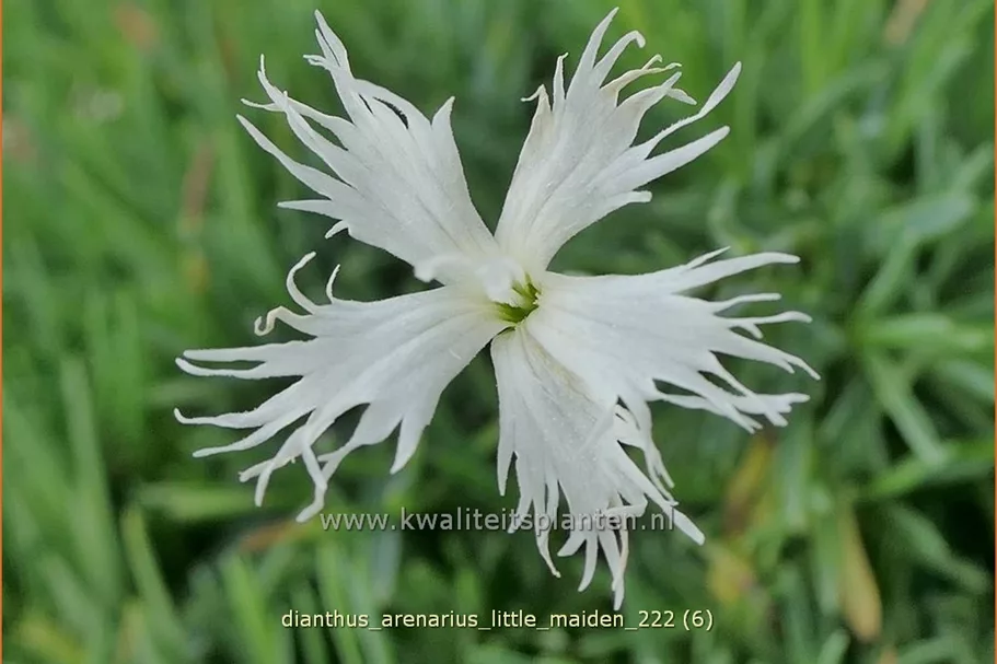 Dianthus arenarius 'Little Maiden'