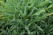 Dianthus arenarius 'Little Maiden'