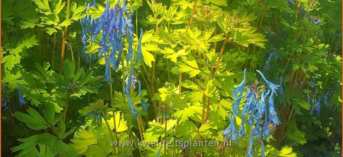 Corydalis elata 'Golden Spinners'