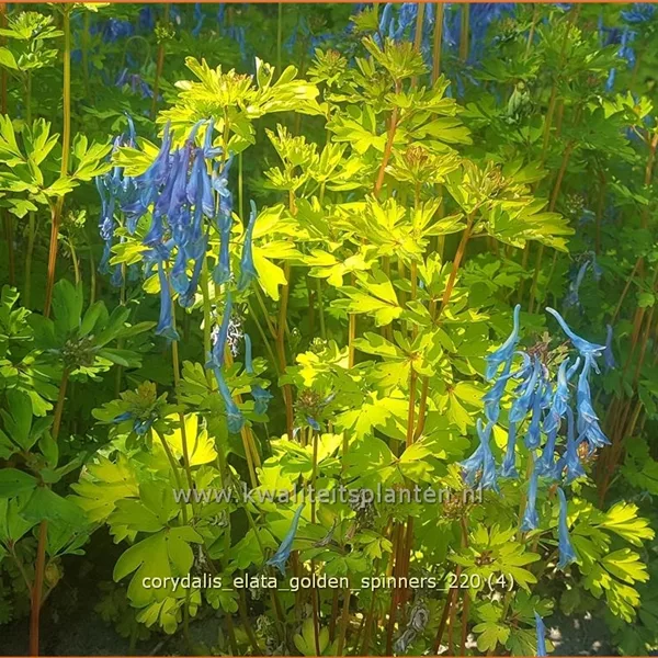 Corydalis elata 'Golden Spinners'