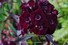 Dianthus barbatus 'Nigrescens'
