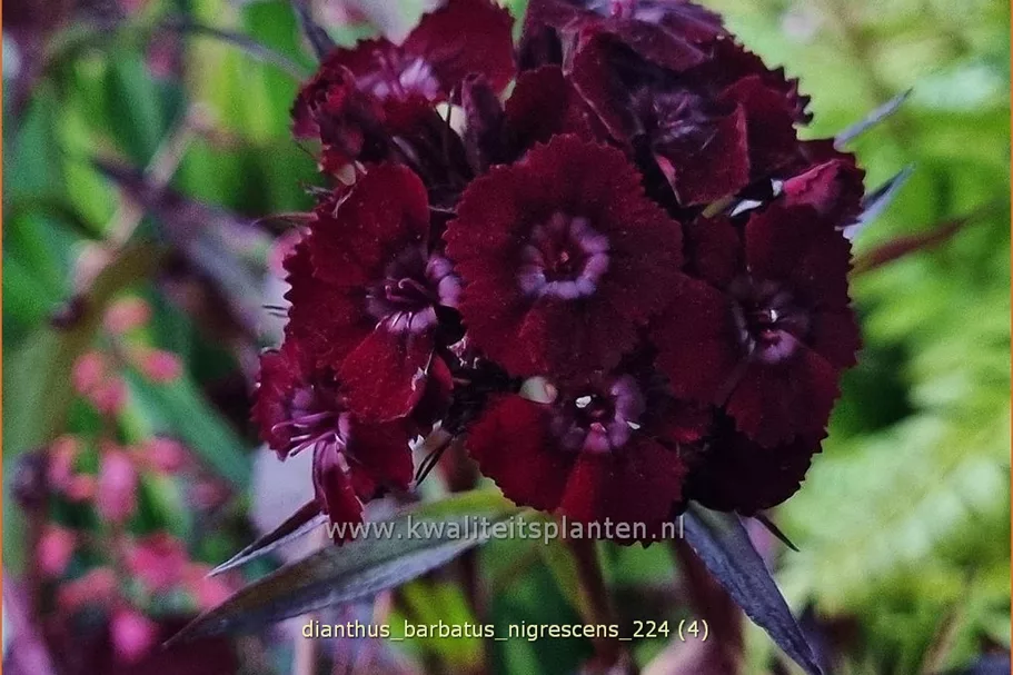 Dianthus barbatus 'Nigrescens'
