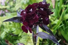 Dianthus barbatus 'Nigrescens'