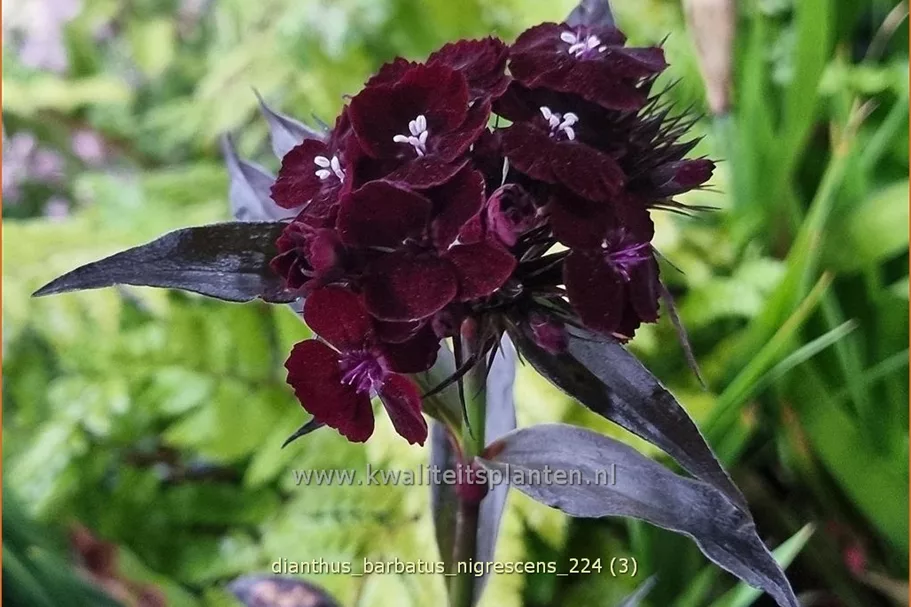Dianthus barbatus 'Nigrescens'