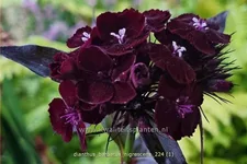 Dianthus barbatus 'Nigrescens'