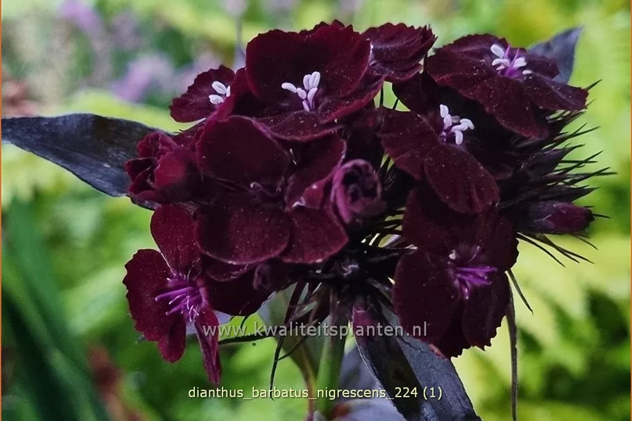 Dianthus barbatus 'Nigrescens'