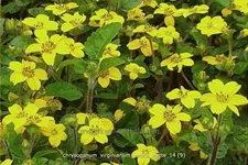 Chrysogonum virginianum 'Andre Viette'