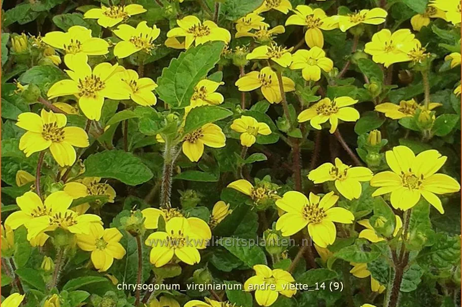 Chrysogonum virginianum 'Andre Viette'
