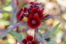 Dianthus barbatus 'Nigrescens'