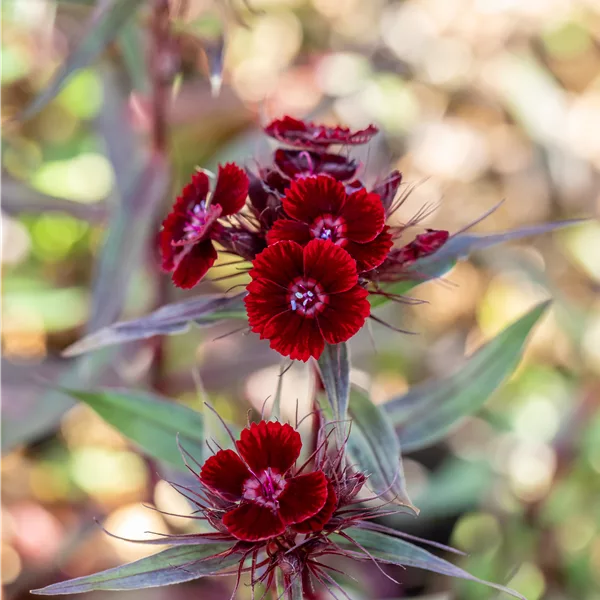 Dianthus barbatus 'Nigrescens'